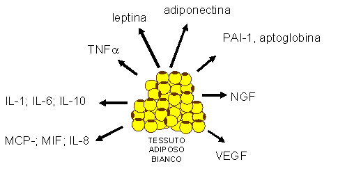 adipochine